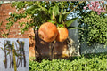 White Pomegranate Cuttings 8-10" Punica granatum Fruit Tree Propagation Material