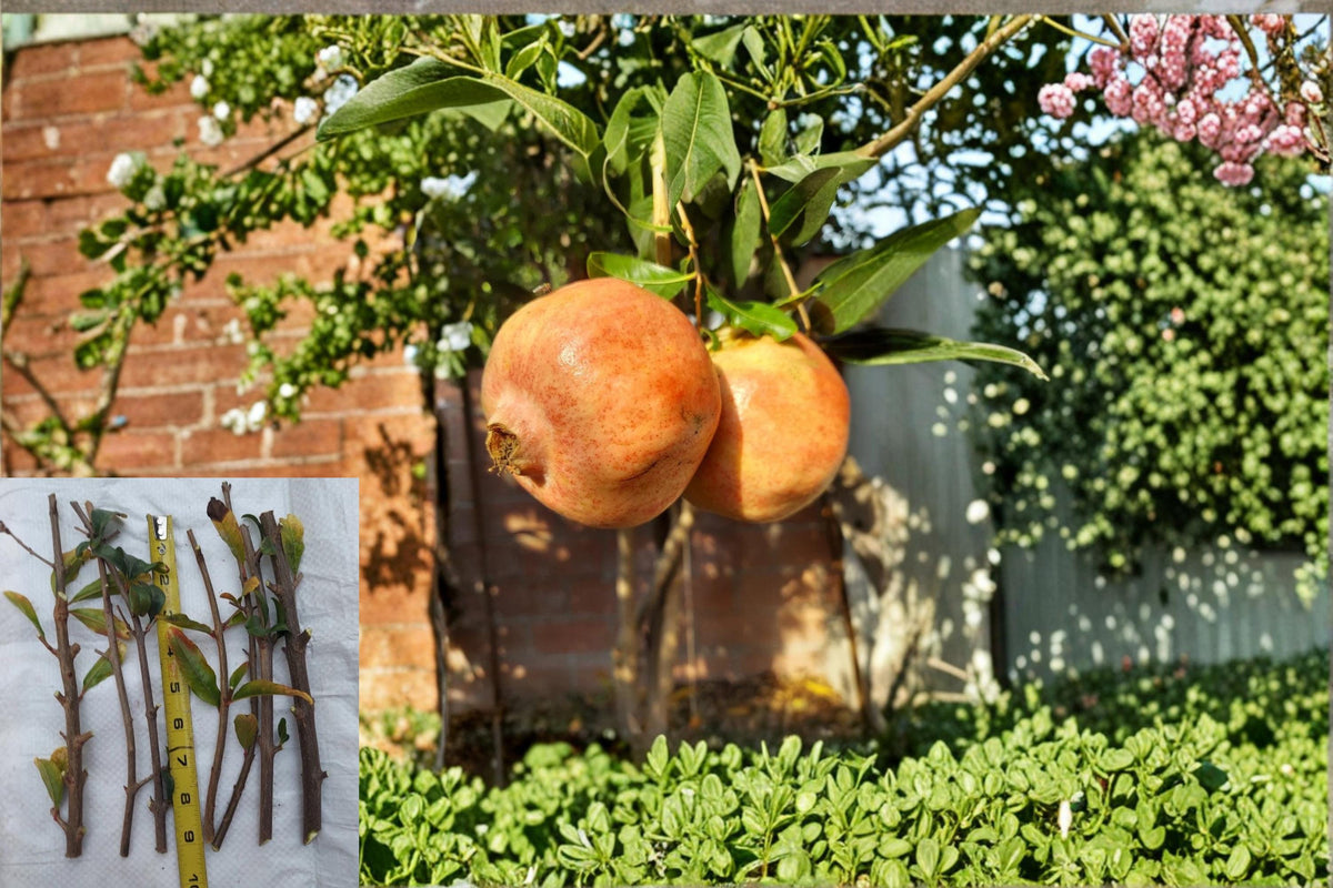 White Pomegranate Cuttings 8-10" Punica granatum Fruit Tree Propagation Material