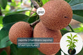 Grafted Sapodilla Tree 12-24 Inches, Early Fruiting, Sweet Zapote Fruit, Manilkara zapota, Tropical Live Fruit Tree
