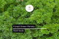 1200 Seeds Forest Green Parsley (Petroselinum crispum) - Aromatic Herb for Culinary & Garden Use, Tightly Curled, Deep Green
