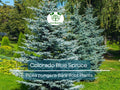 Colorado Blue Spruce Tree Bare Root 9" Seedling - Picea pungens Evergreen for Landscaping & Bonsai