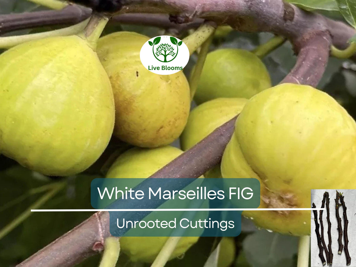 White Marseille Fig Unrooted Cuttings - Ficus carica, Edible Sweet White Figs, Propagation Plant for Garden or Patio