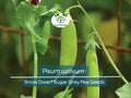 40 Seeds Snow Dwarf Sugar Grey Pea | Heirloom Pisum sativum for Gardening & Fresh Harvest