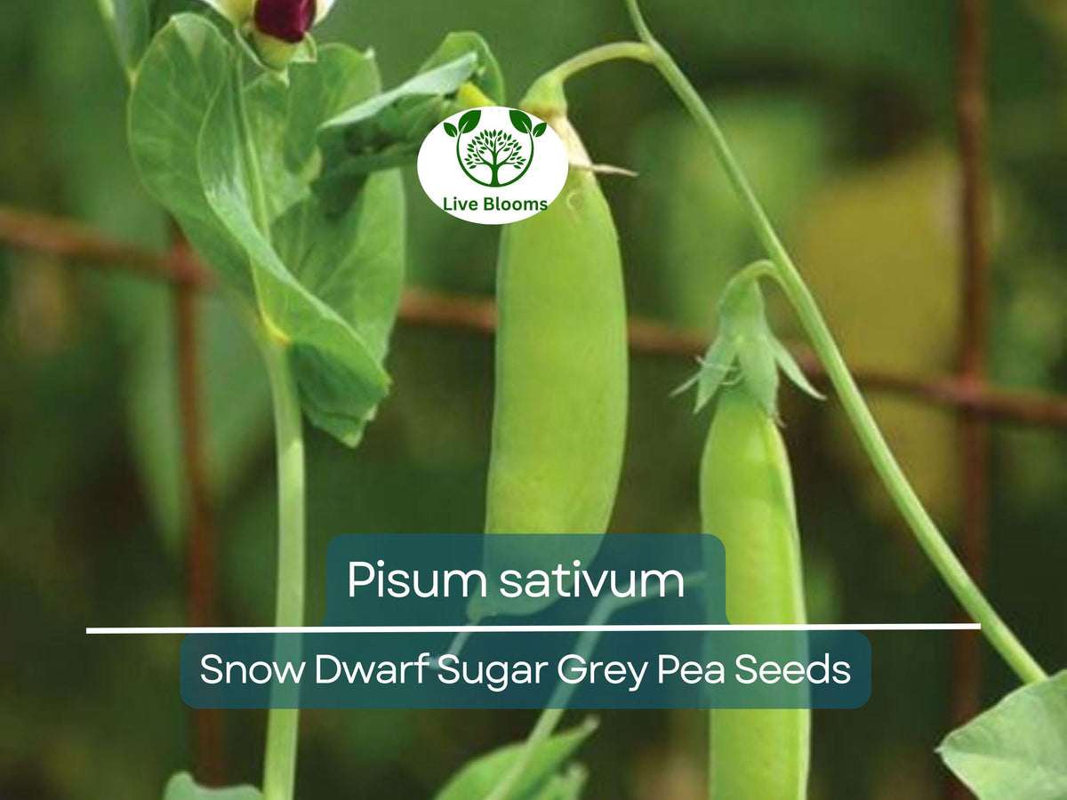 40 Seeds Snow Dwarf Sugar Grey Pea | Heirloom Pisum sativum for Gardening & Fresh Harvest