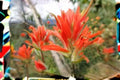 Giant Red Indian Paintbrush Seeds, Castilleja miniata, Native Wildflower, Perennial, Bright Red-Orange Blooms, Pollinator Attracting