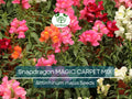 200 Seeds Snapdragon MAGIC CARPET Mix – Multicolored, Butterfly-Attracting, Non-GMO Antirrhinum majus Flowering Plants