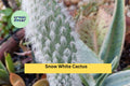 Snow White Cactus Rooted Live Plant | Hairy Roger Engelmannia Carnosus Var. Beoskowitzii | Succulent for Desert Garden & Container