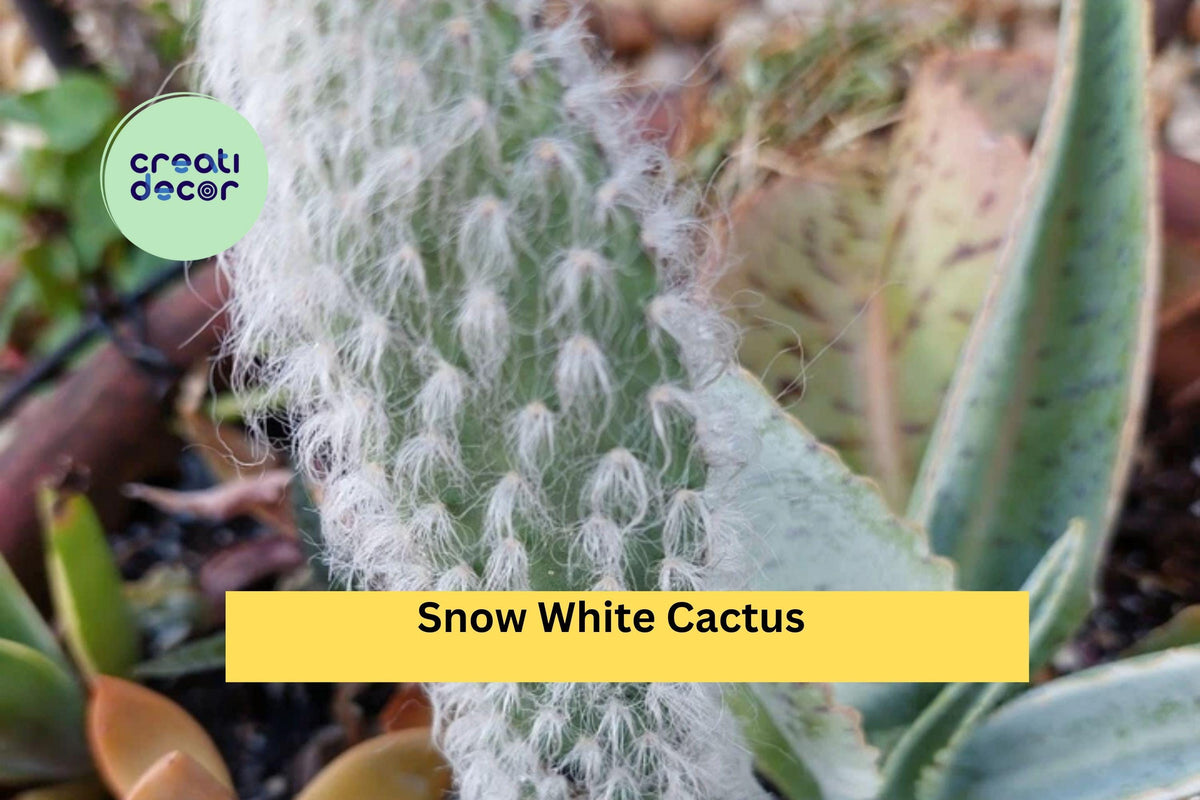 Snow White Cactus Rooted Live Plant | Hairy Roger Engelmannia Carnosus Var. Beoskowitzii | Succulent for Desert Garden & Container