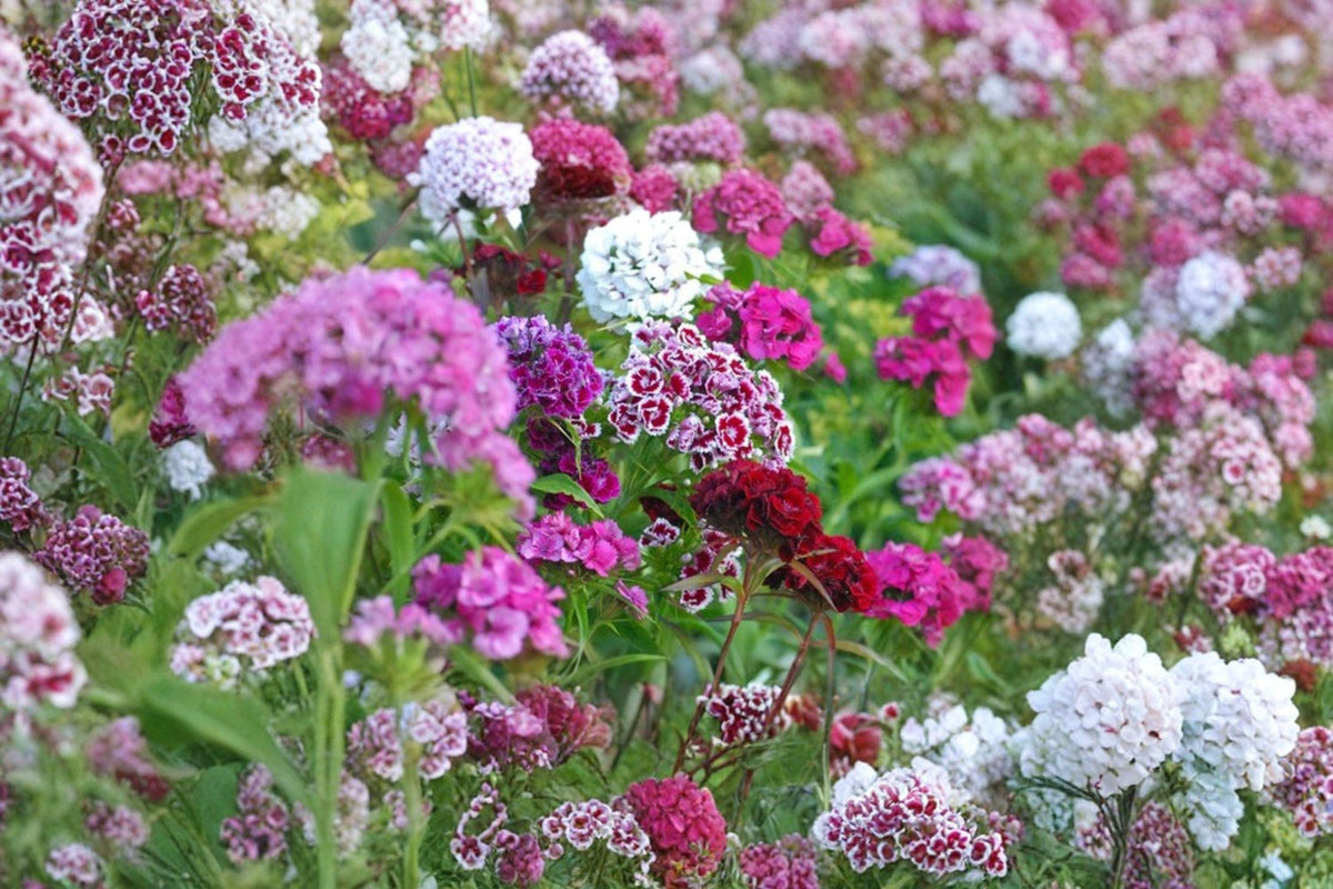 Sweet William Seeds | Dianthus barbatus | Fragrant Cottage Garden Flower | Biennial, 12-24 Inches Tall