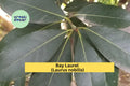 Bay Laurel Tree Cuttings – Set of 5 Laurus nobilis Stem Cuttings for Propagation, Culinary Herb for Indoor Pots & Garden