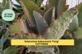 Kalanchoe Beharensis Fang Cutting - Unrooted Succulent Starter with Fuzzy Silver Leaves and Toothlike Underside
