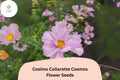 200+ Cosimo Collarette Cosmos Seeds | Cosmos bipinnatus Annual Flowers with Frilled Semi-Double Blooms