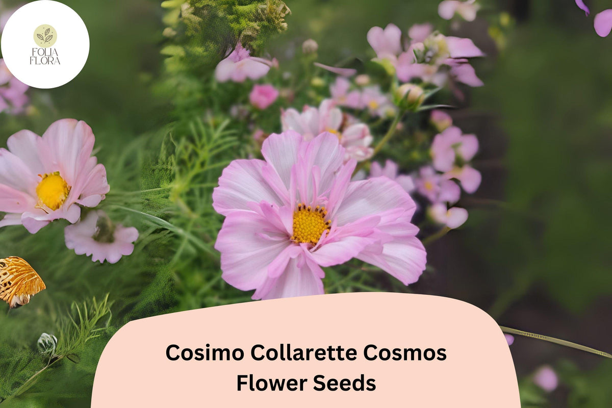 200+ Cosimo Collarette Cosmos Seeds | Cosmos bipinnatus Annual Flowers with Frilled Semi-Double Blooms