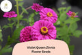 Violet Queen Zinnia Seeds – Tall Purple Blooms, Cut Flowers, Zinnia elegans, Annual Garden Flower