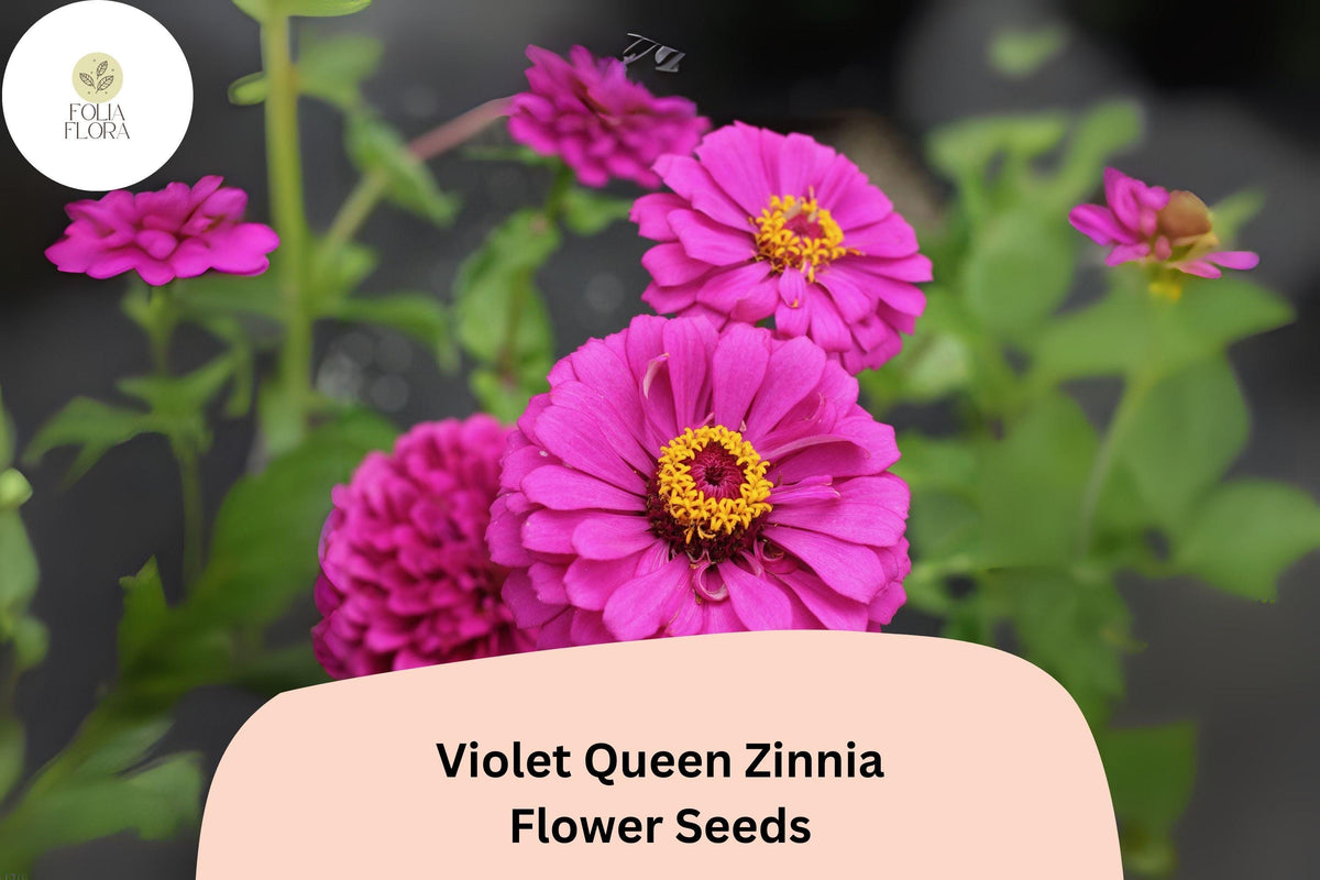 Violet Queen Zinnia Seeds – Tall Purple Blooms, Cut Flowers, Zinnia elegans, Annual Garden Flower