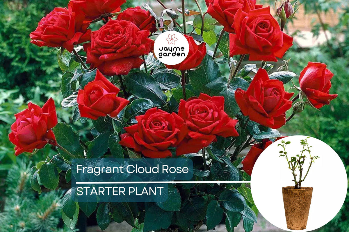 Fragrant Cloud Rose Plant - 1.5 Gal Hybrid Tea with Large Coral Red Flowers and Honey Scent