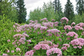 Eutrochium fistulosum Seeds – Hollow Joe Pye Weed, Trumpetweed, Purple Thoroughwort Native Wildflower for Pollinator Gardens, 100 Seeds
