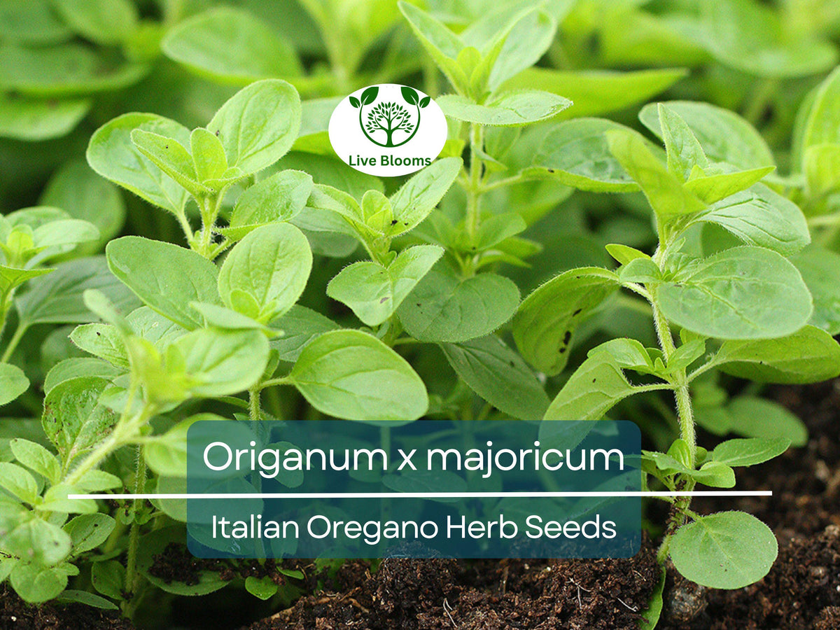 Italian Oregano Seeds - 100 Premium Origanum x majoricum for Cooking, Herb Gardens, Mediterranean Dishes