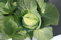 Golden Acre Cabbage Seeds, Heirloom, Compact Green Heads, Brassica oleracea var. capitata, Early Season, 250 Pack