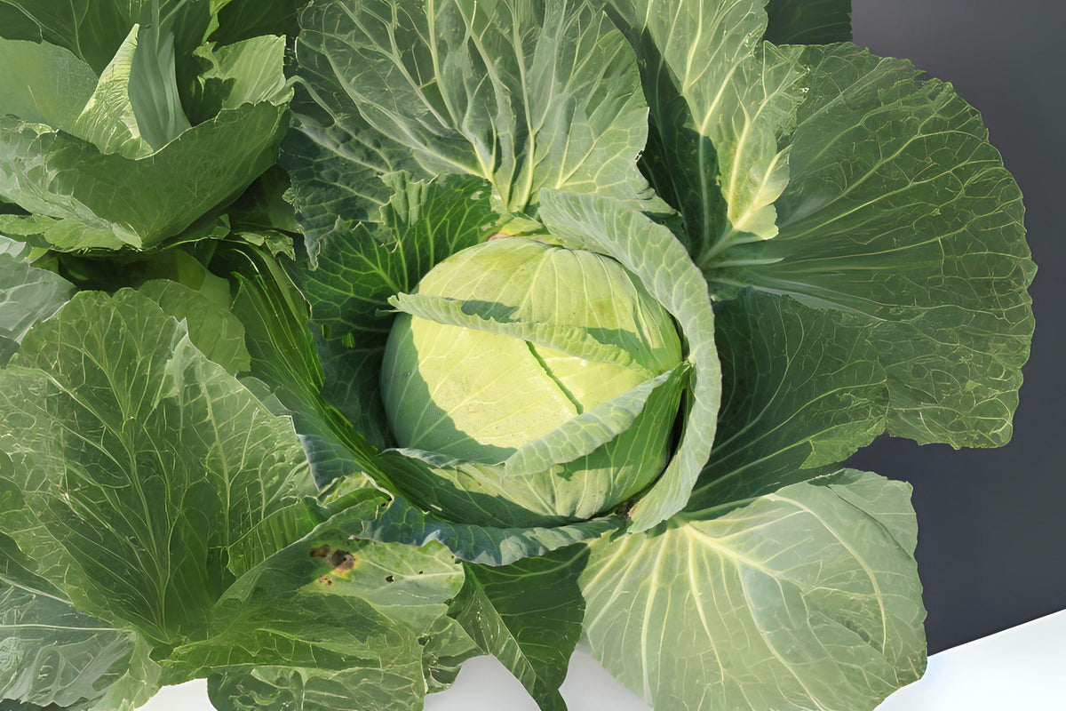 Golden Acre Cabbage Seeds, Heirloom, Compact Green Heads, Brassica oleracea var. capitata, Early Season, 250 Pack