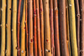 Orange Basket Willow Cuttings - Unrooted Hardwood Salix sp. for Basketry & Ornamental Projects