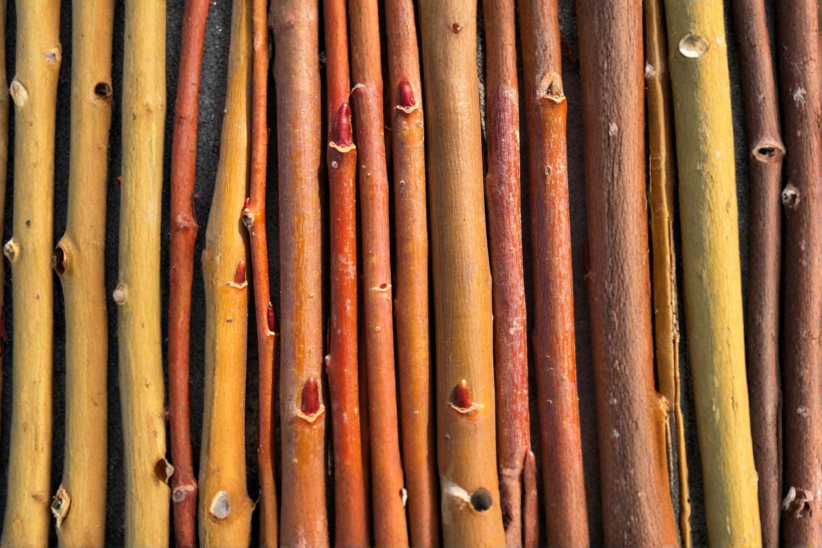 Orange Basket Willow Cuttings - Unrooted Hardwood Salix sp. for Basketry & Ornamental Projects