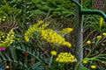 Solidago nemoralis Seeds – Old Field Goldenrod Perennial Wildflower for Pollinator Gardens, Native North American Plant