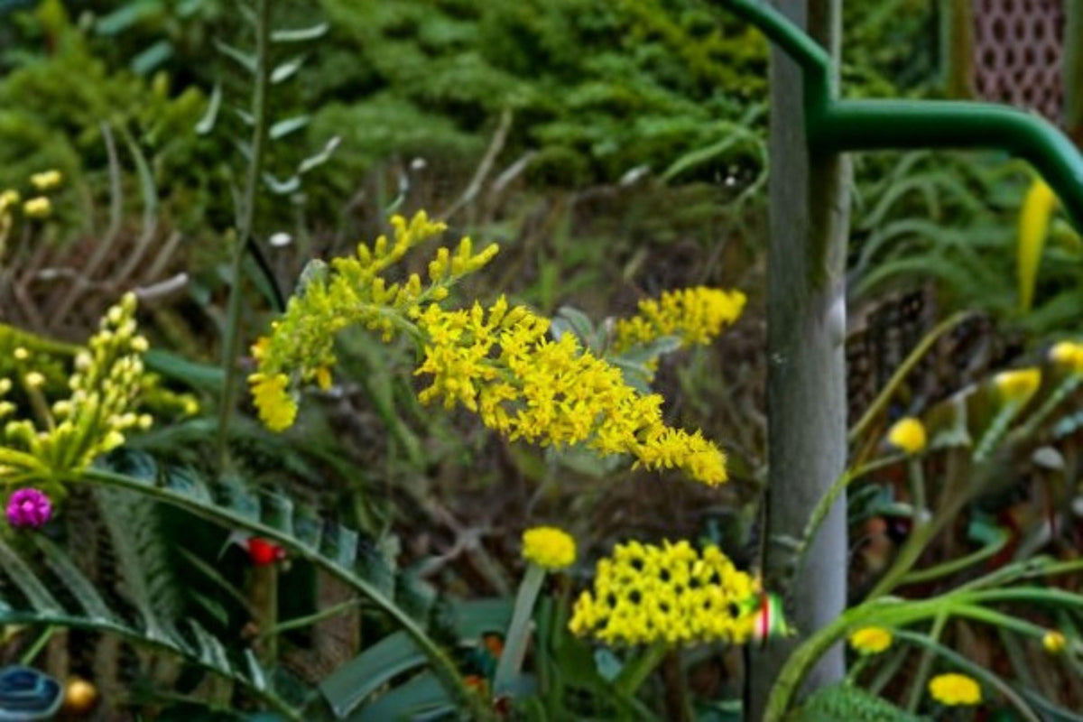 Solidago nemoralis Seeds – Old Field Goldenrod Perennial Wildflower for Pollinator Gardens, Native North American Plant