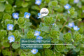 Blue Creeping Thyme Seeds - Non-GMO, Fragrant Ground Cover, Drought-Tolerant, Easy-Grow, Thymus serpyllum, 300 Seeds