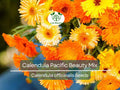 Calendula officinalis Pacific Beauty Mix Seeds – Edible, Non-GMO Pot Marigold for Gardens, Containers, and Cut Flowers