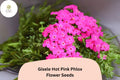 Gisele Hot Pink Phlox Seeds – Bright Annual Flower Seeds for Borders, Beds & Containers – Phlox drummondii Hybrid