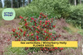 Ilex rotunda Seeds – Kurogane Holly Round Leaf Evergreen Shrub for Landscaping, 25 Count