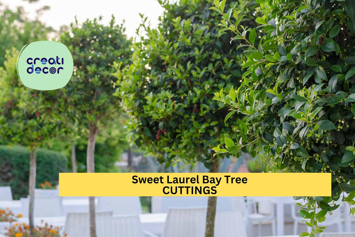 Sweet Bay Laurel Cuttings - 10 Fresh Laurus Nobilis Herb Plants for Culinary Use, Evergreen Shrub, Hardy, Aromatic Leaves
