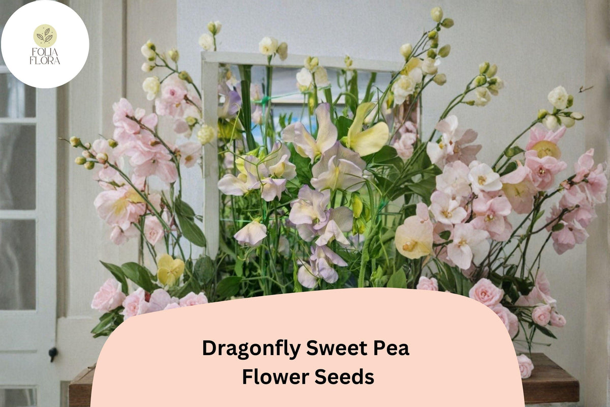 Dragonfly Sweet Pea Seeds | Bicolor Climbing Vine for Gardens | Lathyrus odoratus | 50+ Seeds