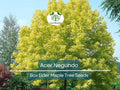 Acer Negundo Seeds – 10 Pack, Box Elder Maple, Hardy Fast-Growing Tree for Landscaping, Shade & Garden Planting