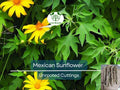 10 Organic Mexican Sunflower (Tithonia diversifolia) Unrooted Cuttings, Perennial, Bright Yellow Flowers, Fast-Growing Pollinator Plant