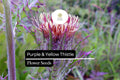 Purple & Yellow Thistle Seeds – Cirsium horridulum Native Wildflower for Pollinators & Natural Landscapes