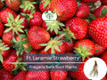 10 Ft. Laramie Strawberry Bare Root Plants – Everbearing, Cold Hardy Fragaria × ananassa, Non-GMO, Heirloom Garden Fruit