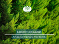 Eastern Red Cedar Seeds - Juniperus virginiana, Evergreen Shrub for Privacy Screen, Landscaping & Garden Fencing, Hardy, Fast-Growing