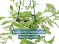 Tradescantia Albiflora 'Quicksilver' Variegated Wandering Jew Unrooted Cuttings – White & Green Foliage, Easy Propagation, Indoor Houseplant