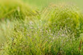 100 Spike Rush Seeds – Eleocharis acicularis, Aquatic Plant for Aquarium & Pond, Spreading Carpet, Hairgrass Seeds