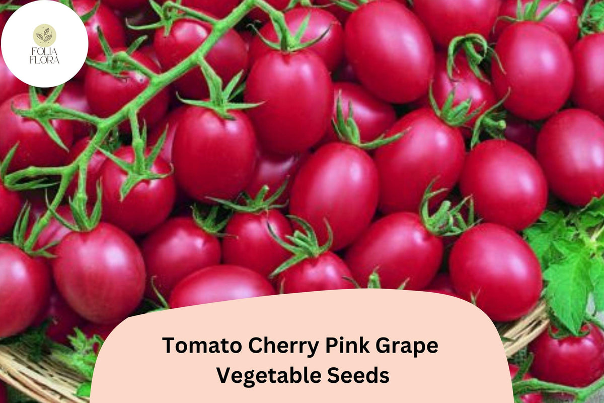 Pink Grape Cherry Tomato Seeds, Heirloom, Non-GMO, Grape-Shaped, Sweet Flavor, Indeterminate, for Gardens & Containers