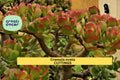 2 Jade Plant Cuttings – Crassula ovata Unrooted Stem Succulents for Pots, Indoor, Bonsai, Propagation