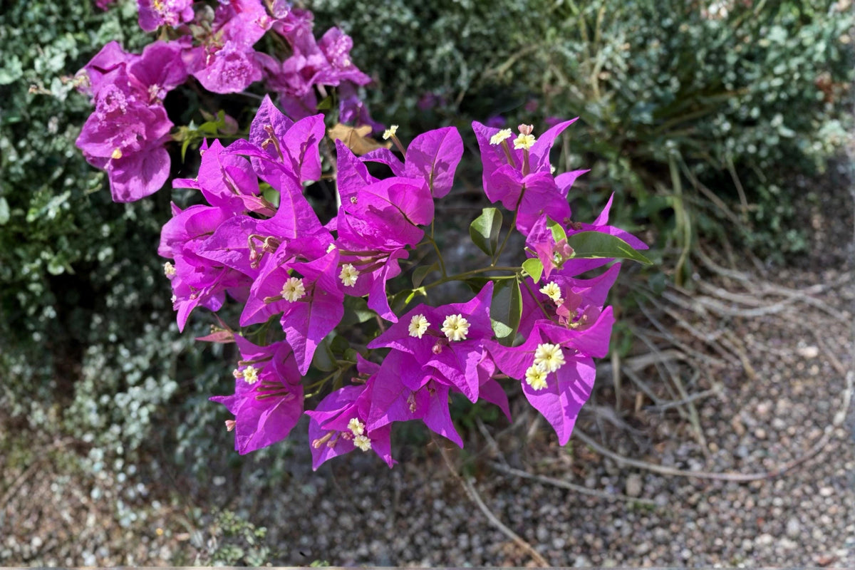 Bougainvillea Unrooted Cuttings 6-8" Purple Lavender Tropical Vine Bougainvillea spp.