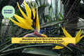 Mandela’s Gold Bird of Paradise Plant – 10–12" Rooted Tropical Strelitzia reginae with Yellow and Blue Flowers for Patio or Garden
