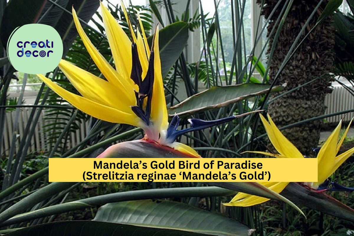 Mandela’s Gold Bird of Paradise Plant – 10–12" Rooted Tropical Strelitzia reginae with Yellow and Blue Flowers for Patio or Garden