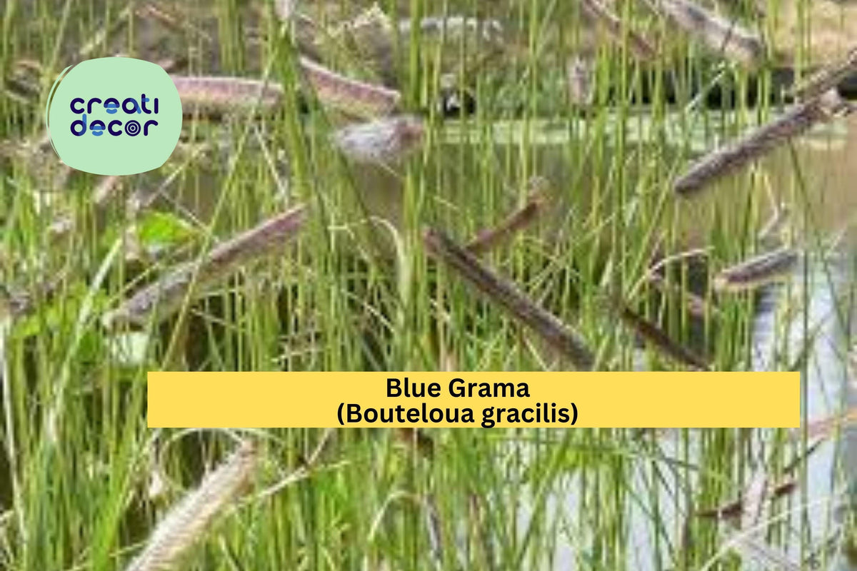 Blue Grama Grass Seeds – 100 Non-GMO Native Bouteloua gracilis for Drought-Tolerant Lawns & Prairie Gardens
