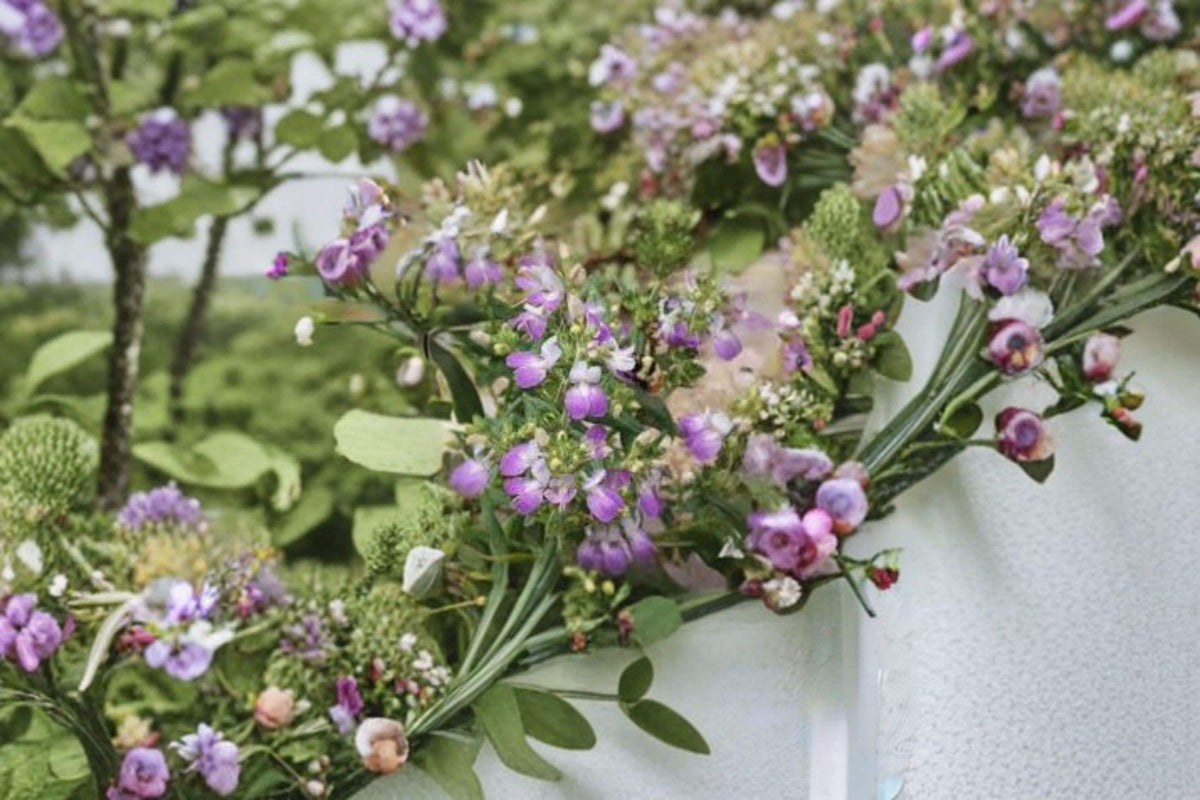 Chinese Houses Seeds – Collinsia heterophylla Wildflower, Purple & White, 100 Seeds, Pollinator-Friendly Annual Plant