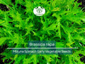 Mizuna Spinach Seeds 500mg Early Growing Brassica rapa Heirloom Vegetable for Salad Stir-fry Soup