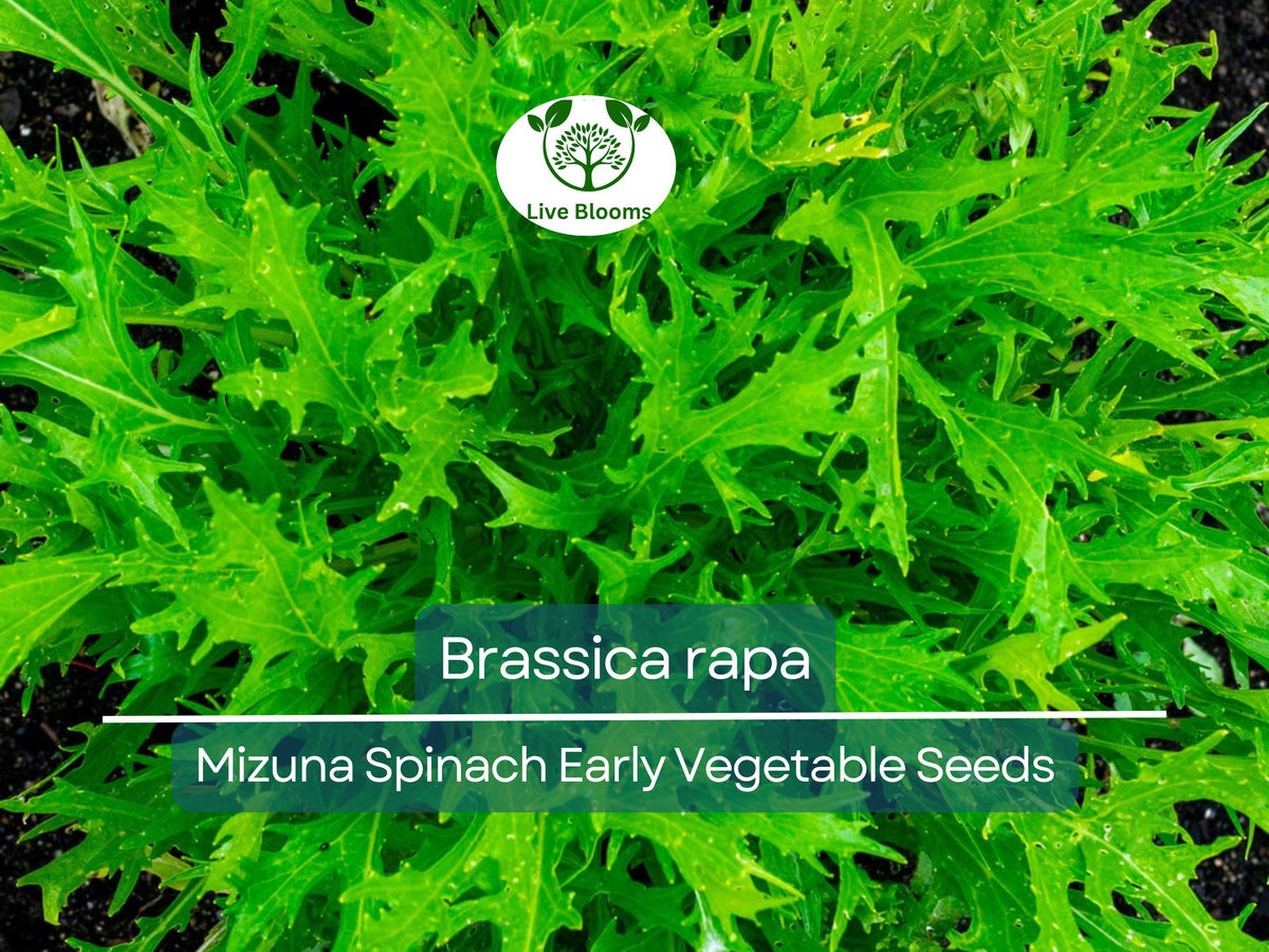 Mizuna Spinach Seeds 500mg Early Growing Brassica rapa Heirloom Vegetable for Salad Stir-fry Soup